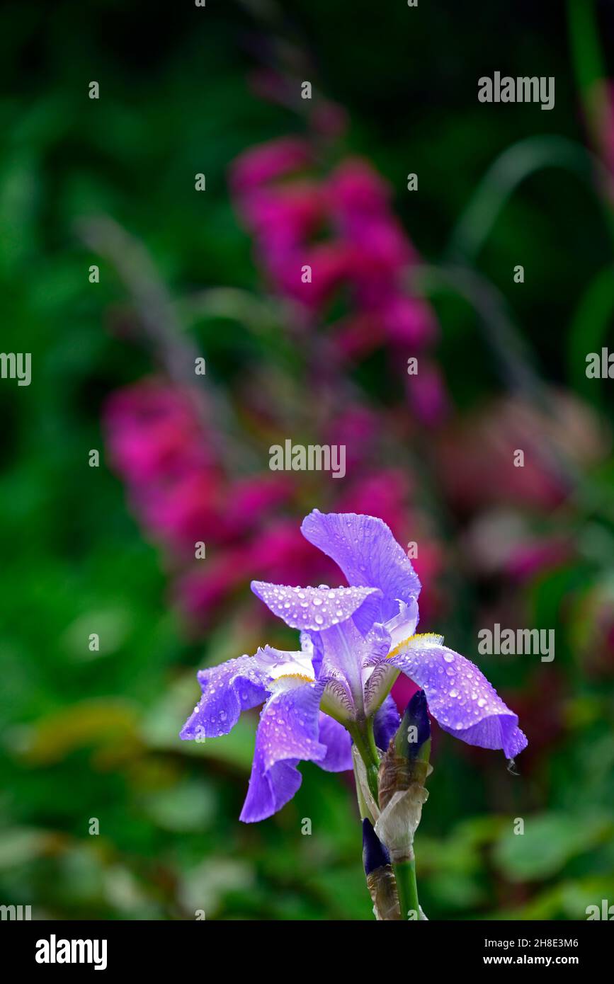 Blaue Bartlilie, Iris germanica, Deutsche Iris, Rhizomatous, himmelblaue Blumen, Blume, Blüte, Garten, Gärten, Gladiolus communis subsp byzantinus im Rücken Stockfoto