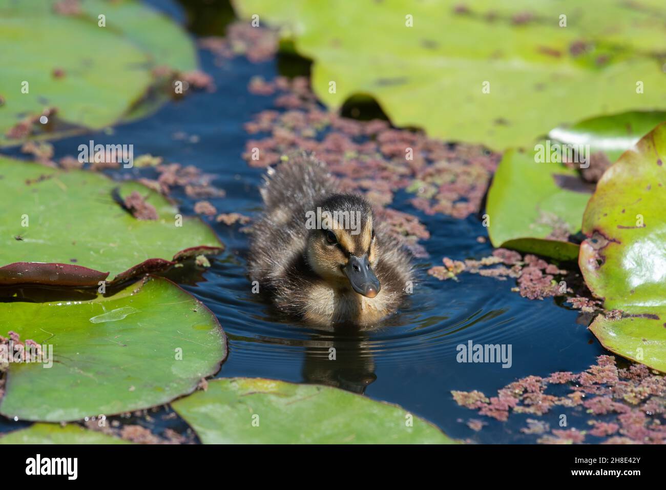 Nahe ujp einer Stockentwöhnung (anas platyrhnchos), die im Wasser schwimmt Stockfoto