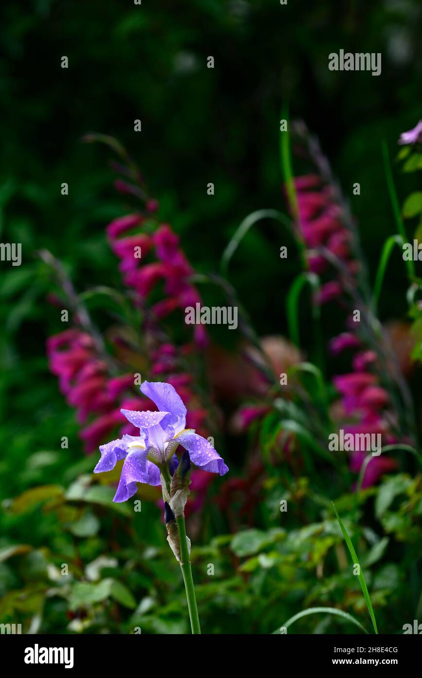 Blaue Bartlilie, Iris germanica, Deutsche Iris, Rhizomatos, himmelblaue Blumen, Gladiolus communis subsp byzantinus, byzantinischer Gladiolus, rosa, Blume, Blumen Stockfoto