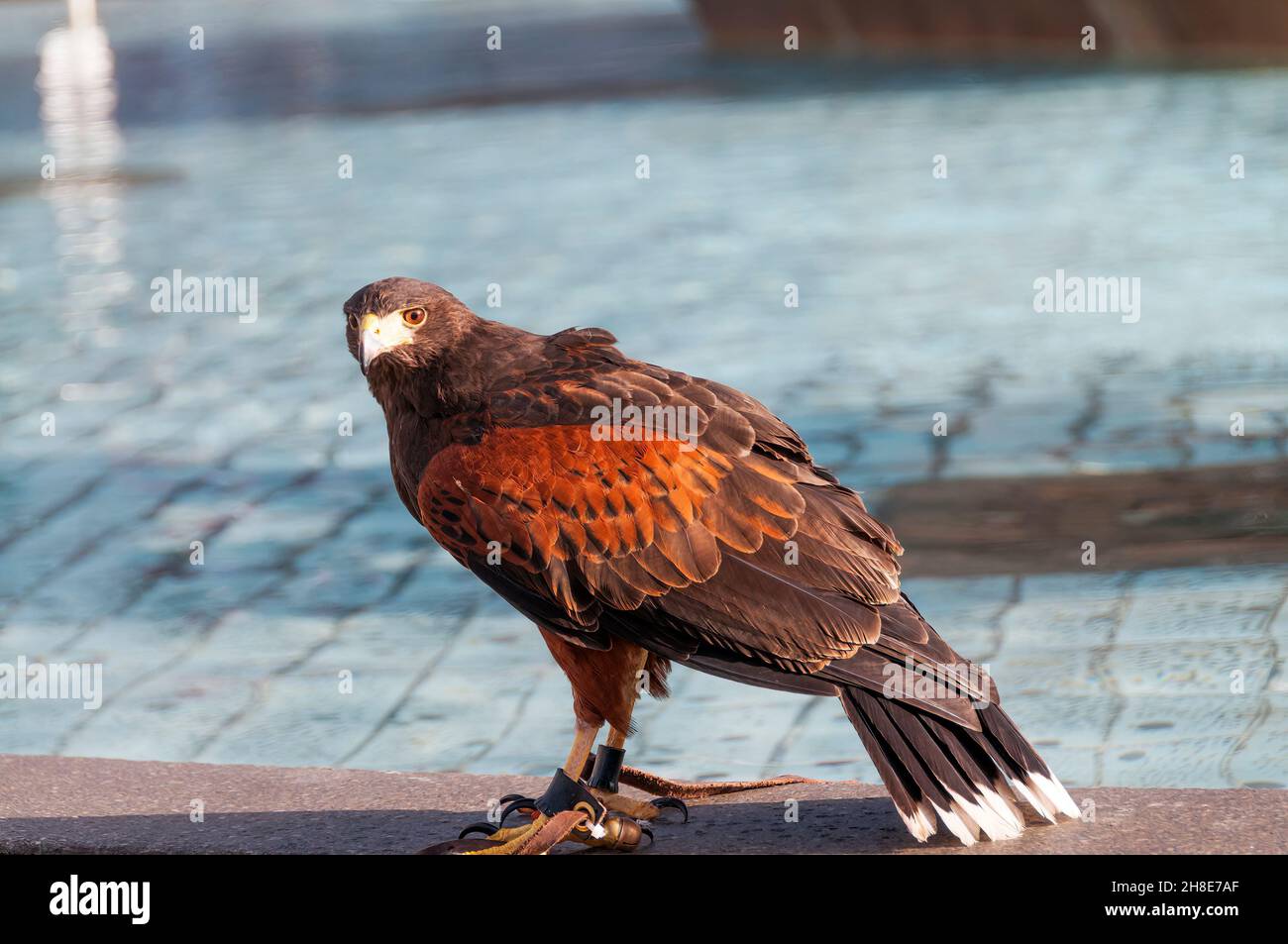 Ein Harris Hawk, Parabuteo unicinctus, beschäftigt am Trafalgar Square, um Tauben zu verscheuchen. Stockfoto