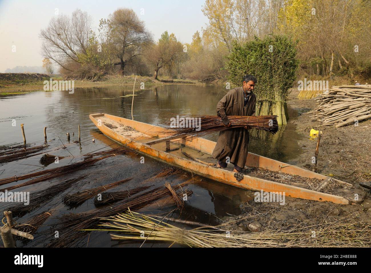 Ein Kashmiri-Arbeiter trägt am Stadtrand von Srinagar Weidenzweige. Wicker wird für die Herstellung von traditionellen Feuerstellen namens kangri in kaschmir verwendet. Kashmiris verwenden diese traditionellen Feuerköpfe, um sich in den schweren Wintermonaten, wenn die Temperatur bis auf minus 20 abgeht, warm zu halten. Kangri besteht aus Ton und Zweigen, in denen heiße Kohle gehalten wird. Kaschmir. Indien. Stockfoto