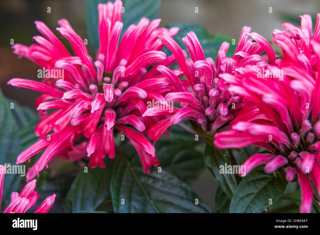 Wunderschöne Aussicht auf die tropische Flamingo-Blume, Justicia carnea jacobinia. Stockfoto