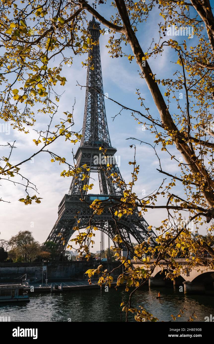 Baum vor dem Eiffelturm, Paris, Frankreich Stockfoto