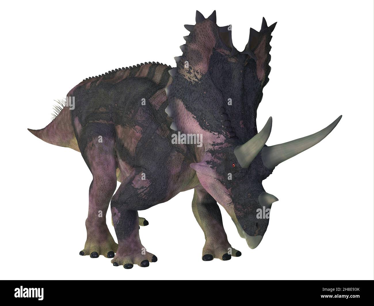 Agujaceratops war ein gepanzerter ceratopsianischer Dinosaurier, der in der Kreidezeit in Texas, USA, lebte. Stockfoto