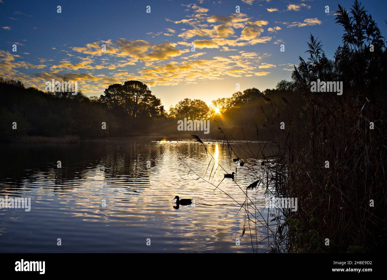 Sonnenaufgang über dem Ornamental Lake am Southampton Common im Winter. Southampton, England. Stockfoto
