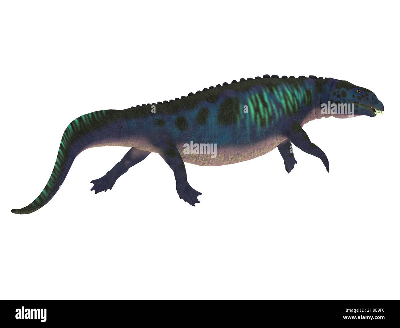 Placodus war ein marines fleischfressendes Reptil, das während der Trias in den Meeren Chinas und Europas lebte. Stockfoto