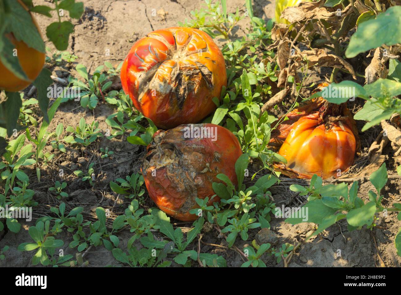 Krankheiten des Gemüses. Rote verfaulte Tomaten auf dem Feld Stockfoto