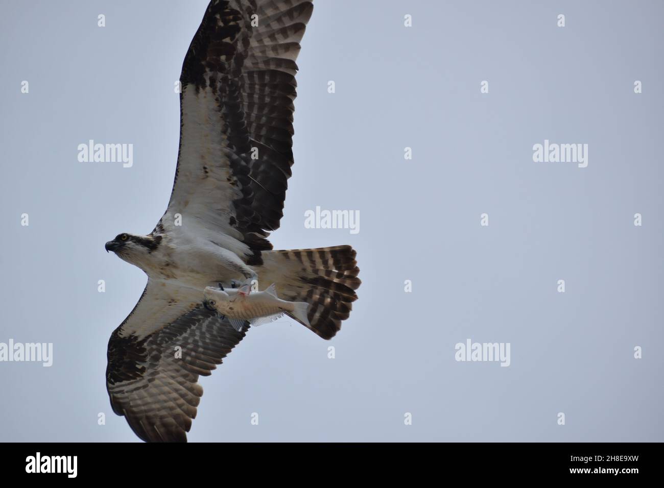 Nahaufnahme des Fischadlers, der Fische im Flug trägt. Stockfoto