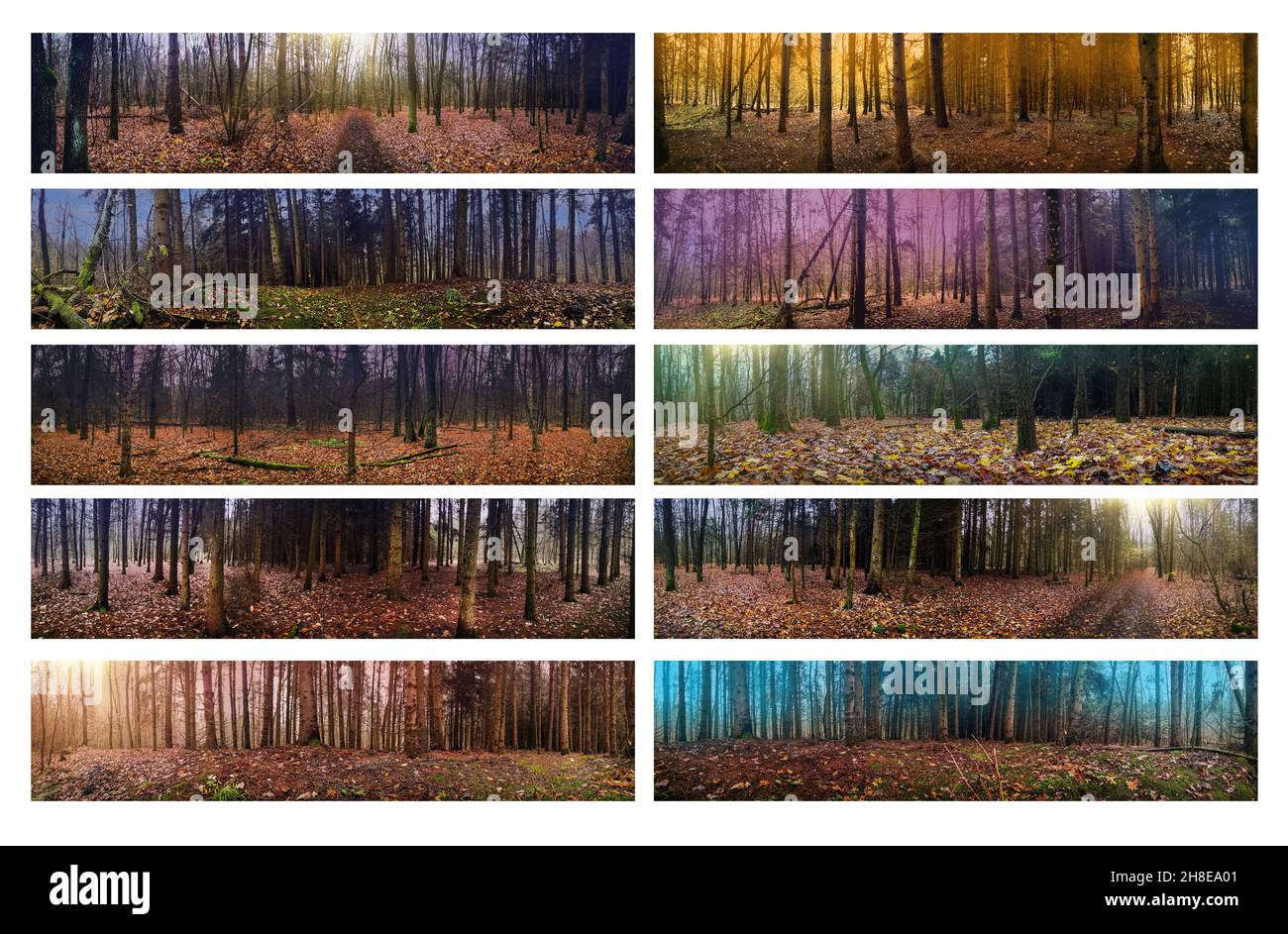Panoramafoto des Herbstwaldes mit bunten Herbstblättern. Collage von großformatigen Fotos. Stockfoto
