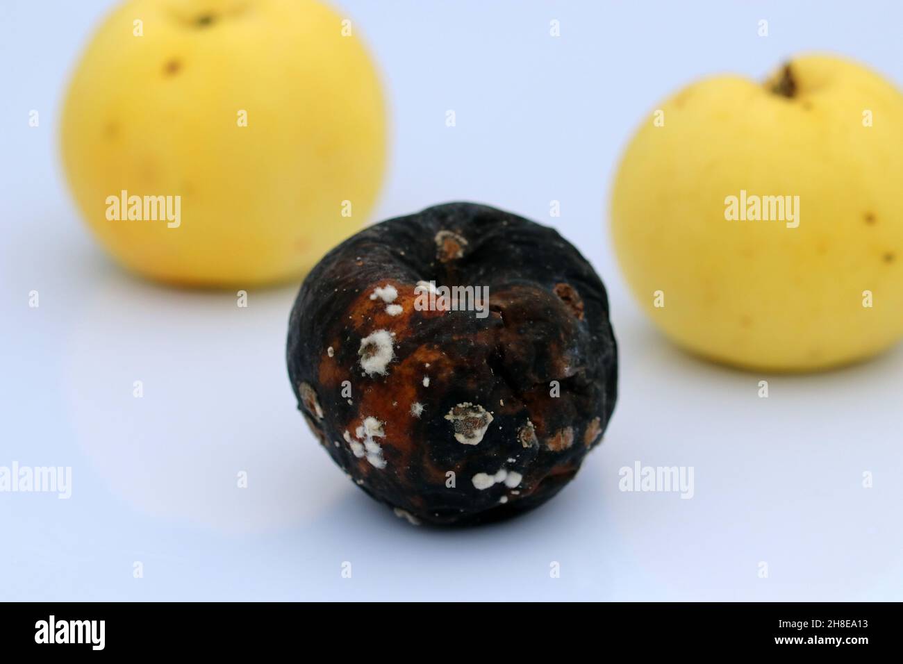 Fauler Apfel auf weißem Hintergrund. Verfaulter Apfel gegen verwischte gelbe Äpfel. Stockfoto
