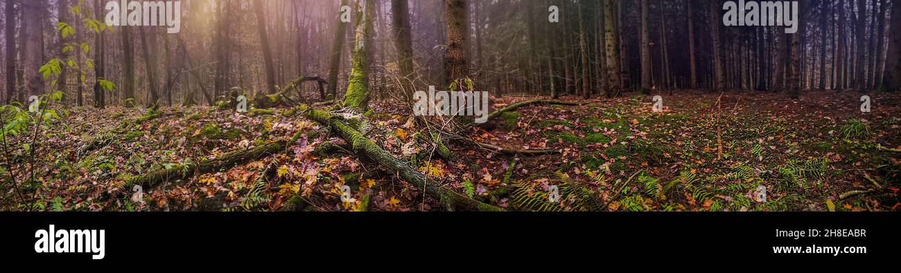 Breites Format von abnormalen gruseligen dunklen Landschaft mit Herbstlaub. Panoramafoto des göttlichen dichten dunklen Herbstwaldes. Stockfoto