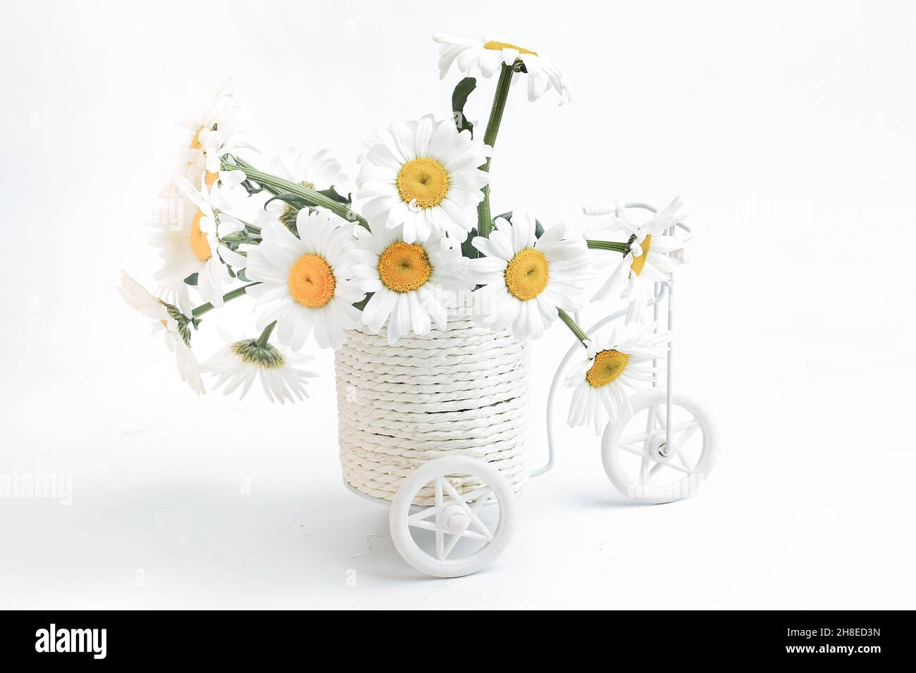 Tag ohne Auto. Ökologisches Konzept. Fahrräder und Pflanzen gegen die Verschmutzung der Welt. Weißes Fahrrad mit einem Bouquet von Gänseblümchen. Stockfoto