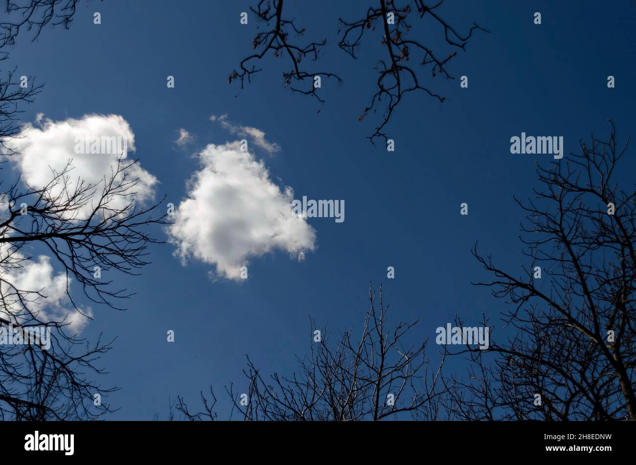 Natürlicher Hintergrund des wolkigen Himmels und der Spitzen der aufkeimenden Laubbäume, Sofia, Bulgarien Stockfoto