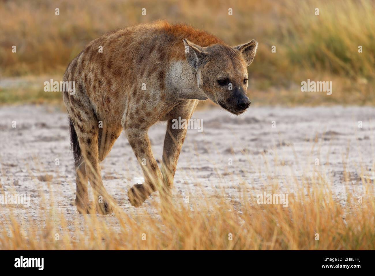 Spotted Hyena - Crocuta crocuta nach den Mahlzeiten zu Fuß für das Essen im Park. Schöner Sonnenuntergang oder Sonnenaufgang in Amboseli in Kenia, Schnitzler in der savan Stockfoto