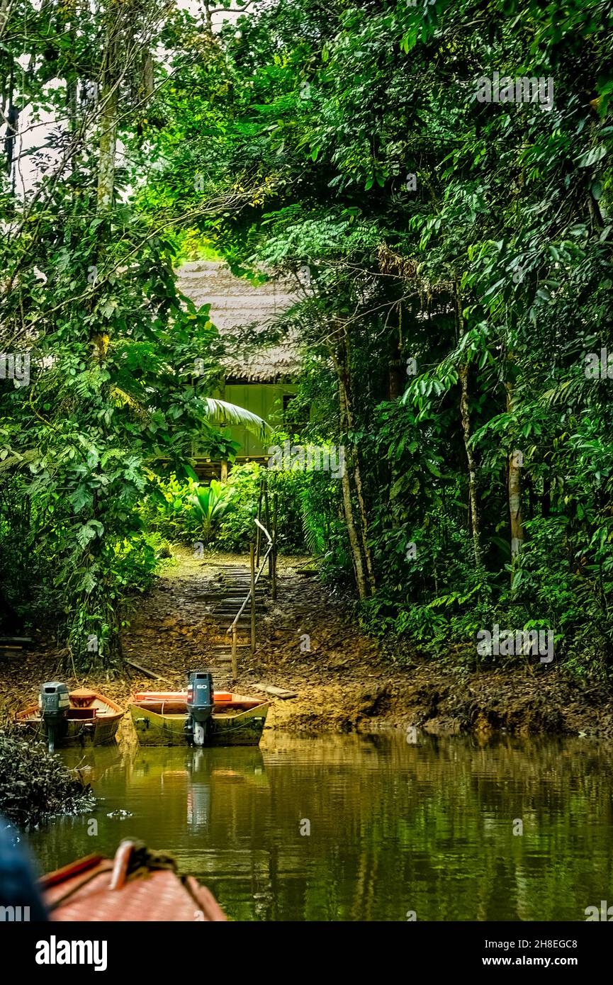 Ankunft in der ExplorNapo Lodge, einem rustikalen, mit Palmen bedeckten, Split-Palm-Schlaf- und Essbereich im ExplorNapo Reservat Stockfoto