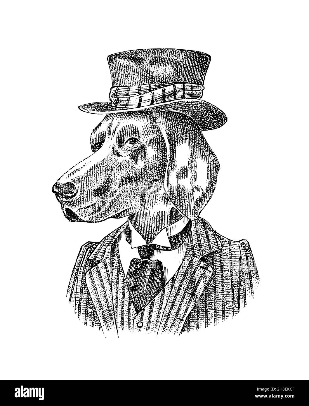 Deutscher Kurzhaarzeiger. Hund in Anzug und Melone Hut gekleidet. Jagdrasse. Mode Tiercharakter in der Kleidung. Handgezeichnete Skizze. Vektor Stock Vektor