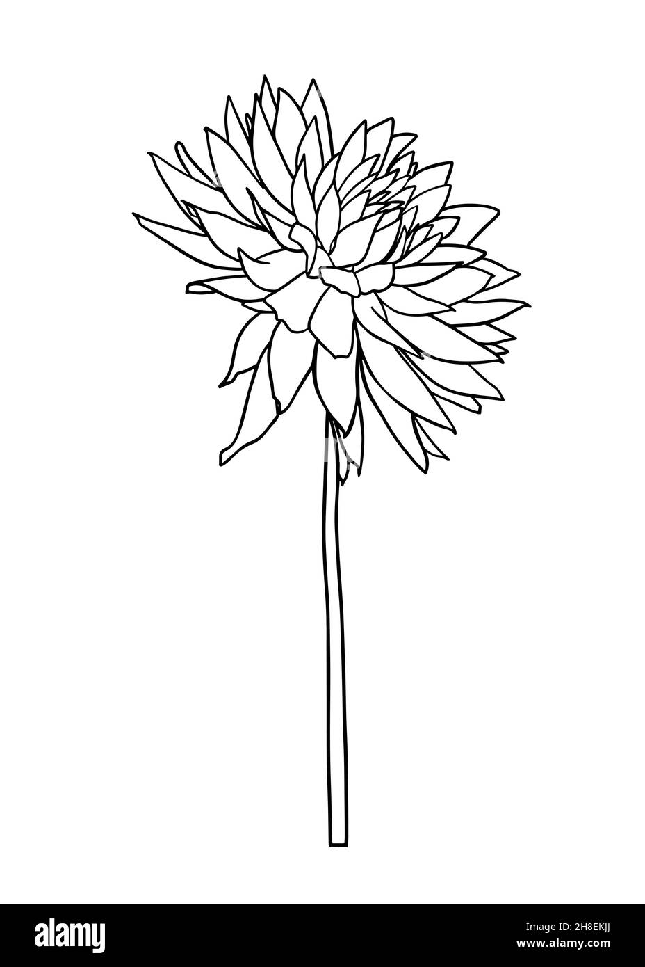 Konturzeichnung einer Dahlia-Blume. Vektor-isoliertes Clipart. Minimales monochromes, handgezeichnetes botanisches Design. Stock Vektor