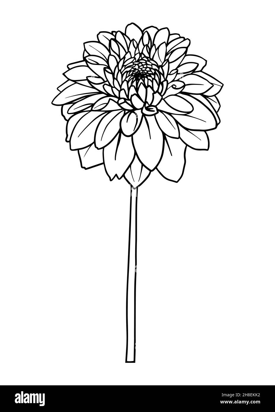 Konturzeichnung einer Dahlia-Blume. Vektor-isoliertes Clipart. Minimales monochromes, handgezeichnetes botanisches Design. Stock Vektor