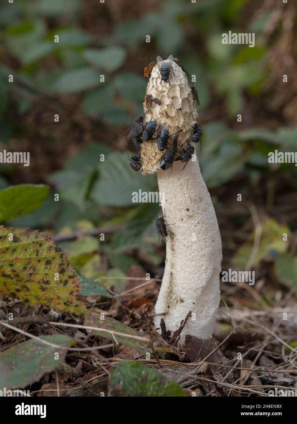Stinkhorn, Phallus impudicus, Pilze in mit Fliegen bedeckten Wäldern, Warwickshire, November 2021 Stockfoto