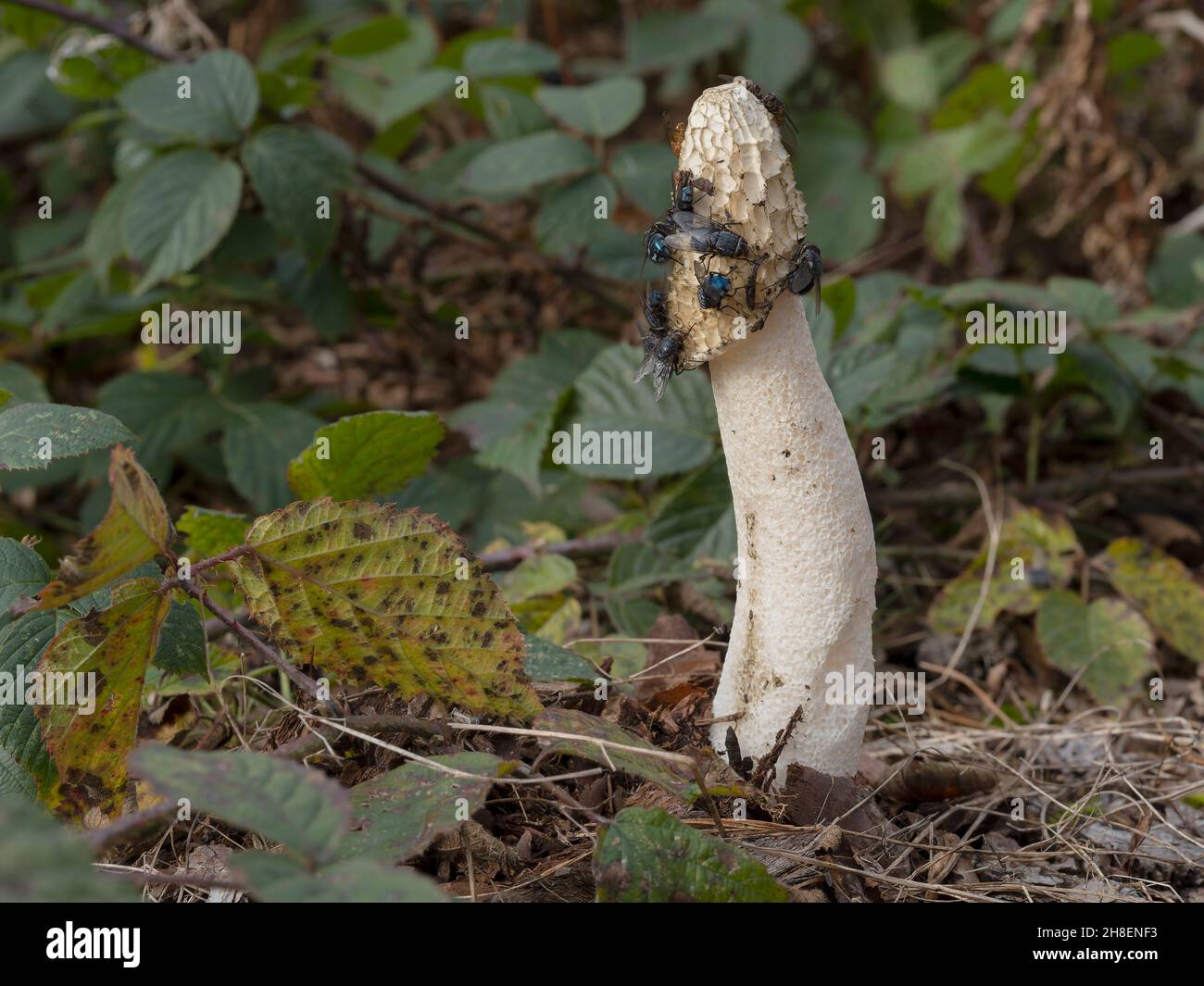 Stinkhorn, Phallus impudicus, Pilze in mit Fliegen bedeckten Wäldern, Warwickshire, November 2021 Stockfoto