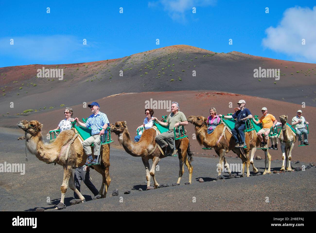 Kamel reitet, Nationalpark Timanfaya, Lanzarote, Kanarische Inseln, Spanien Stockfoto