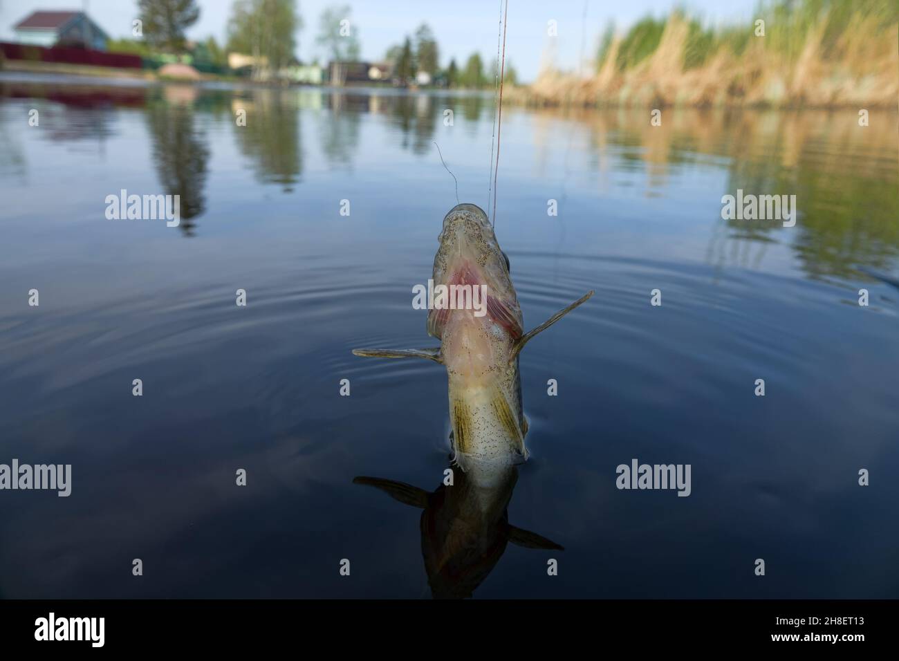 Fischfang mit Angelschnur für die Grundfischerei im Dorf am kleinen nördlichen Fluss im Frühjahr - Sportfischen. Eurasisches Rufffischen. Pho Stockfoto