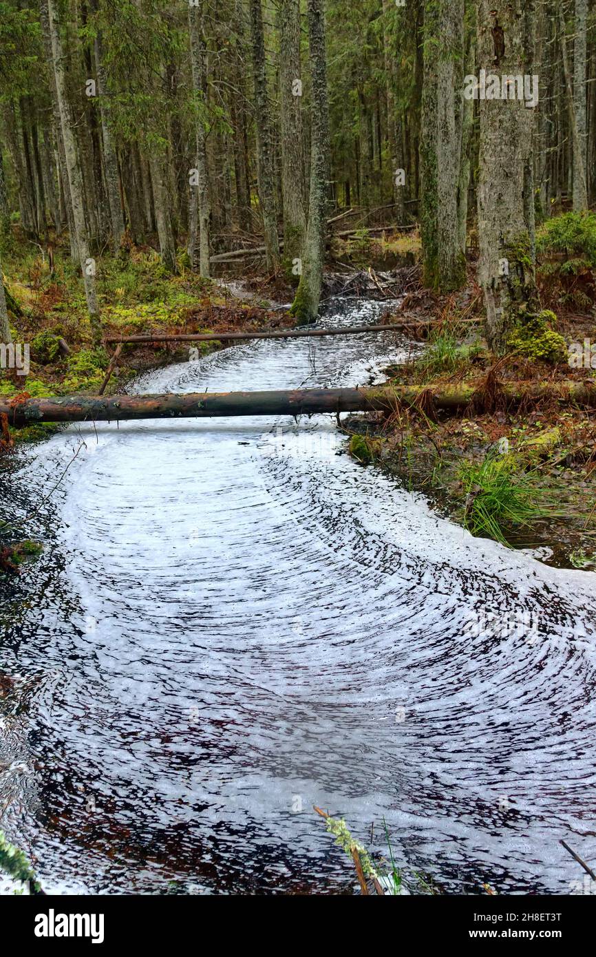 Waldwunder. Der ruhige Waldbach ist mit einem gerippten Kreuzmuster aus Schaum bedeckt, Wasserstraße wie eine weiße Straße. Northland Urwald, Bosom Stockfoto