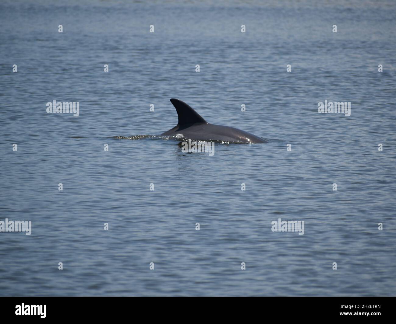 Ein Delfin taucht im Fluss auf. Stockfoto