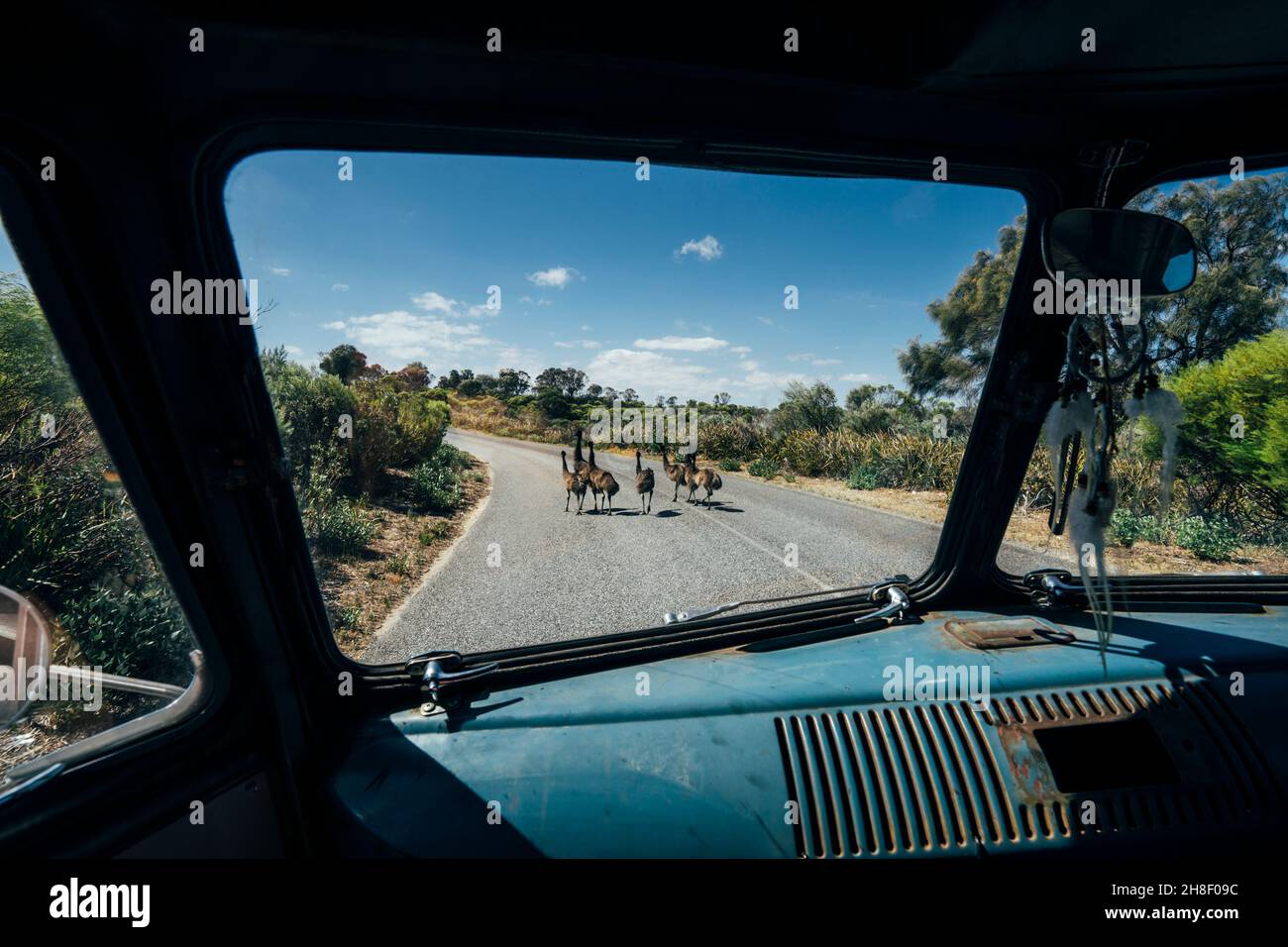 Van hielt an, um Emus über die sonnige Straße, Australien, zu fahren Stockfoto