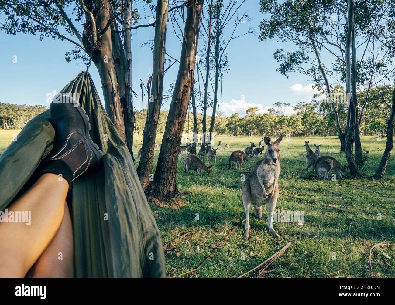 Frau, die sich in der Hängematte entspannt und Känguru beobachtet, Australien Stockfoto