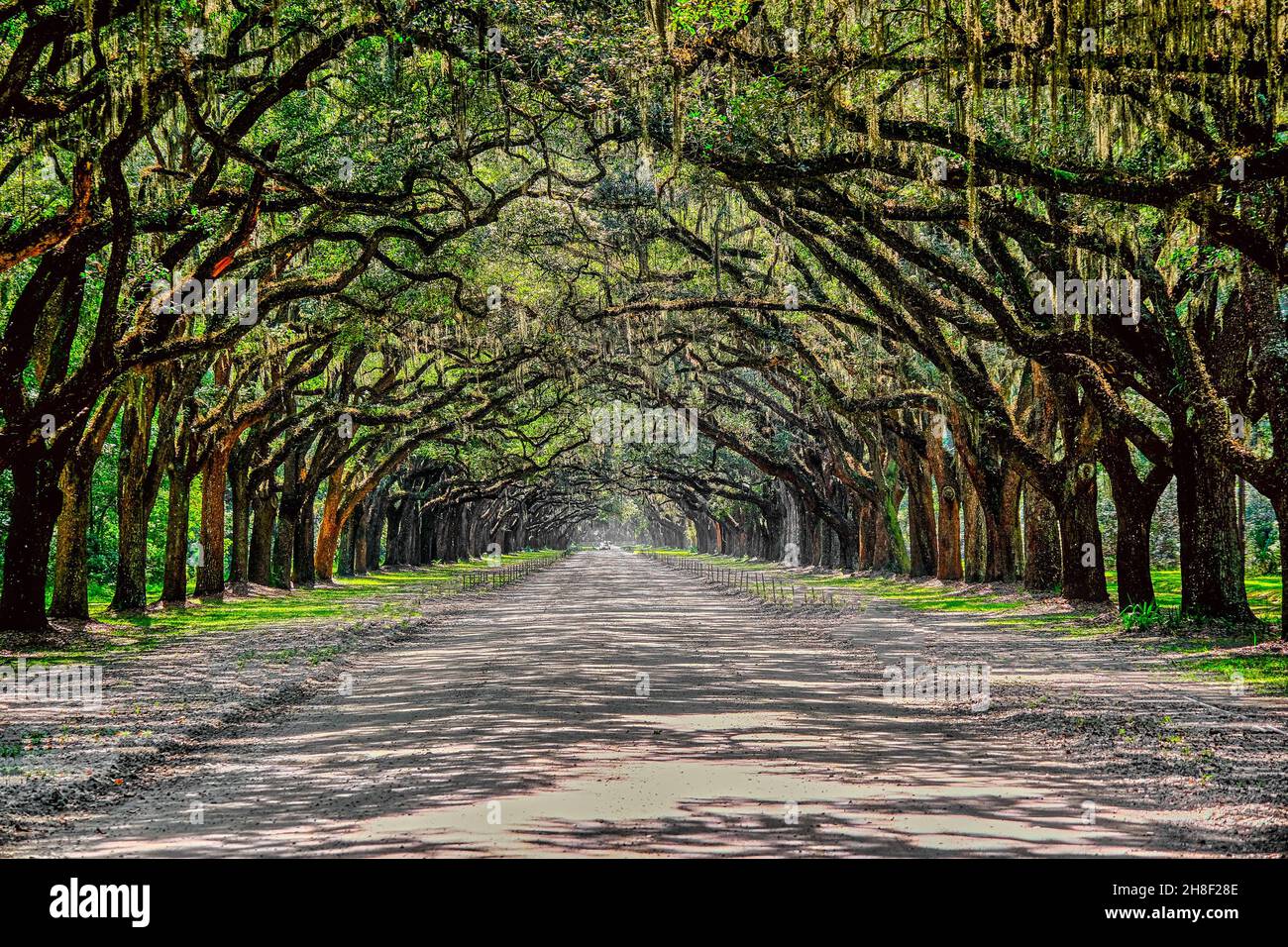 Blick auf die Oak Tree Avenue in Wormsloe Plantation Stockfoto