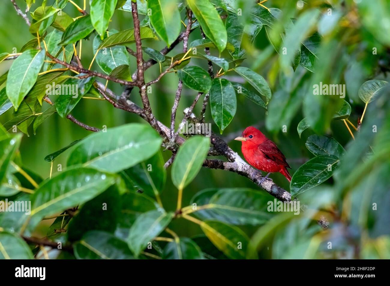 Männliche Sommer Tanager (Piranga Rubra) - La Laguna del Lagarto Lodge - Boca Tapada, San Carlos, Costa Rica Stockfoto