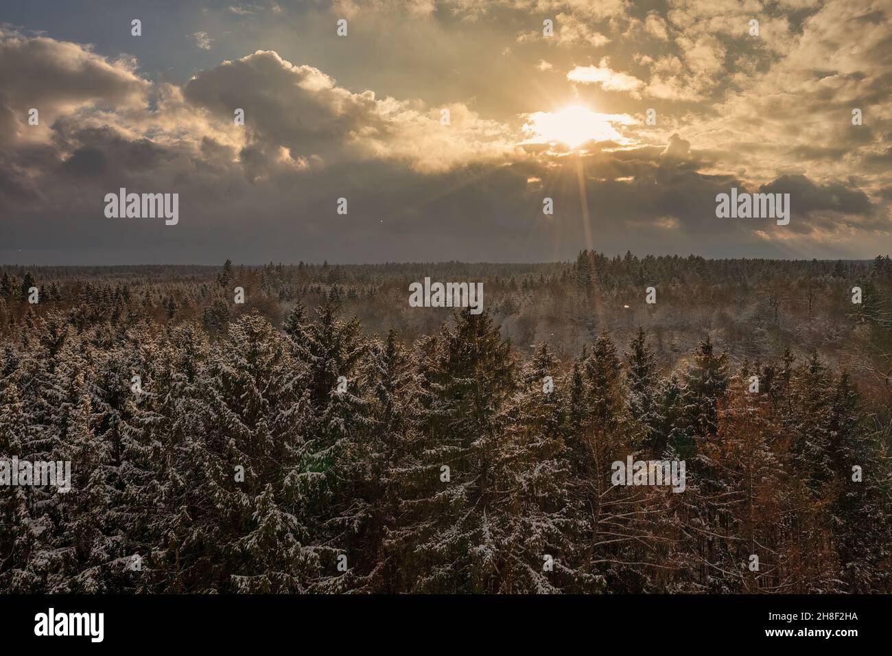 Nach einem verschneiten Tag scheint die Sonne auf den weißen Baumkronen. Stockfoto