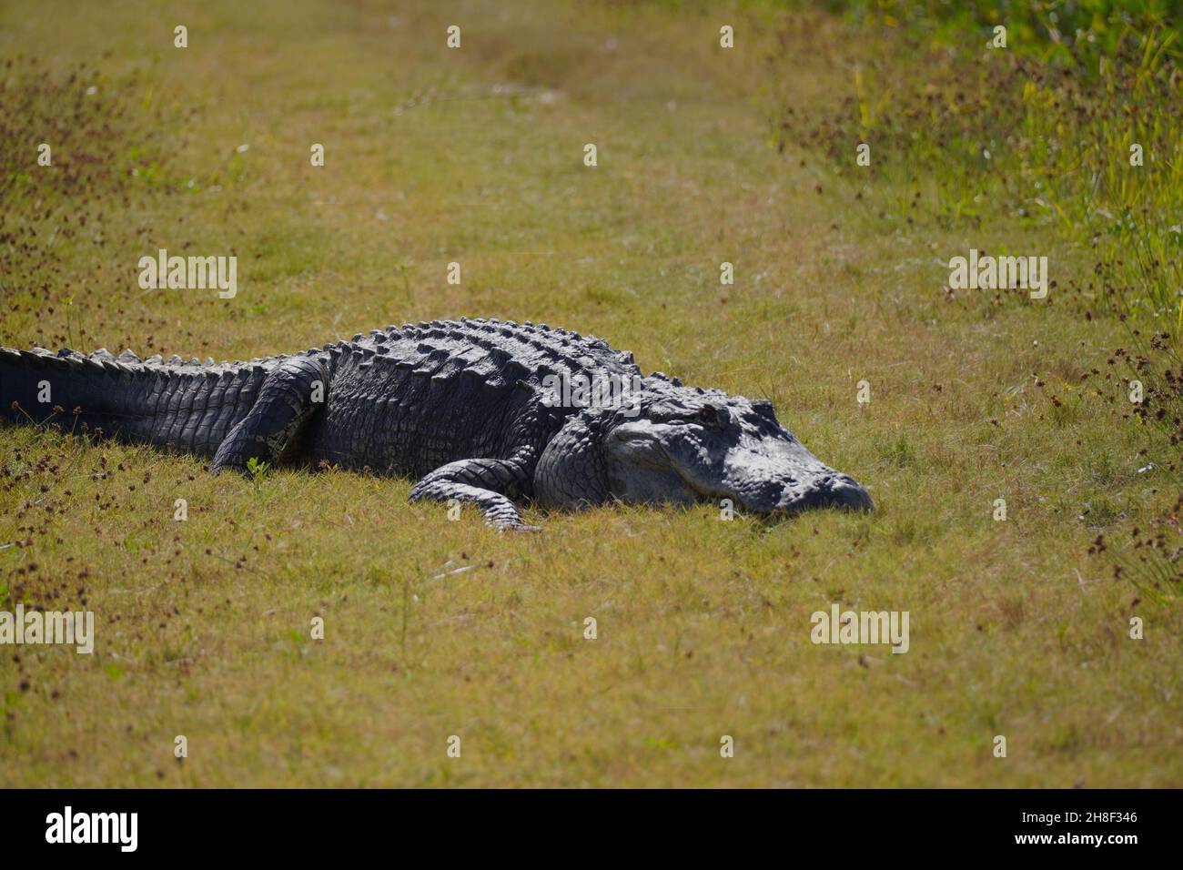 Florida Alligator liegt im Gras unter der Sonne Stockfoto