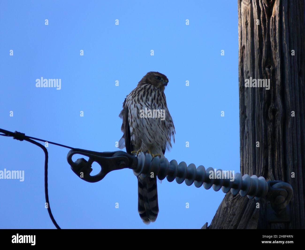 Cooper's Hawk Nahaufnahme der Stromleitung an der Schnittstelle zwischen Wildland und Stadt. Stockfoto