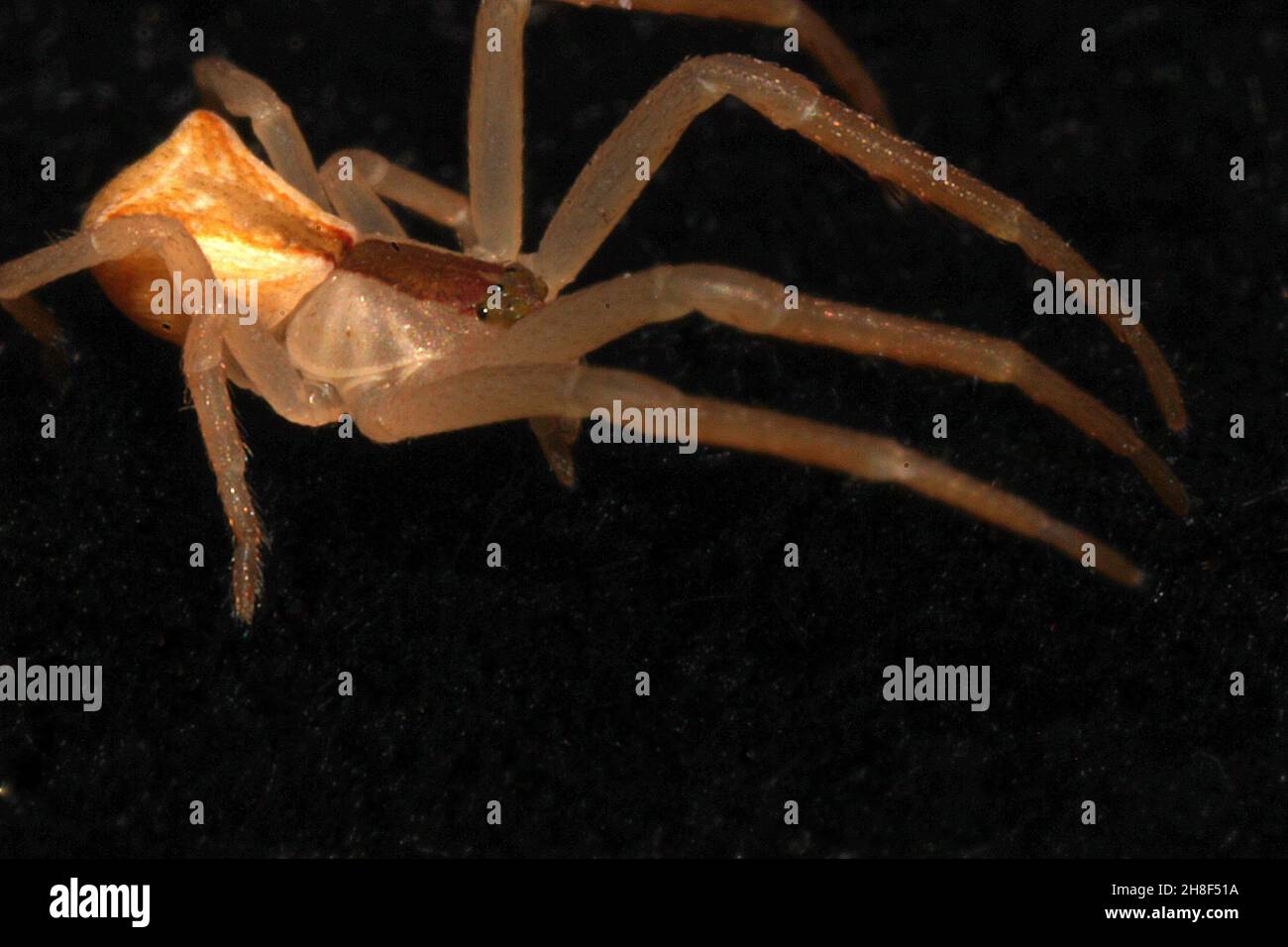 Krabbenspinne mit quadratischem Ende (Sidymella sp.) Stockfoto