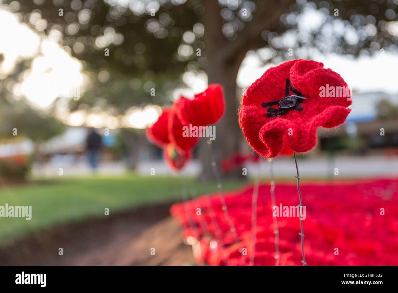 Nahaufnahme von gefälschten Textilmohn in einem Park unter dem Sonnenlicht mit verschwommenem Hintergrund Stockfoto