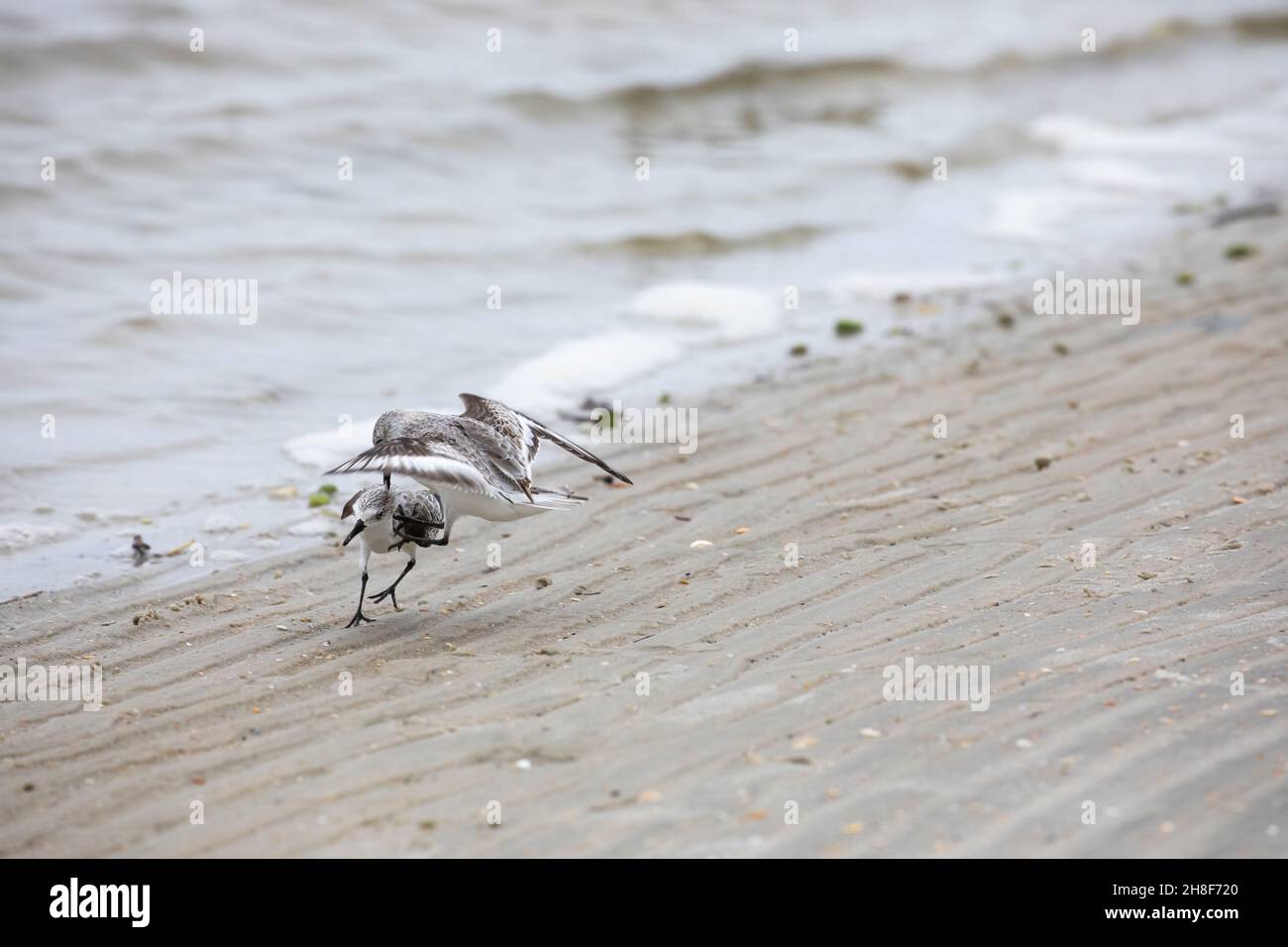 Zwei Sanderlinge kämpfen am Strand von Fort Matanzas Inlet im Fort Matanzas Monument. Stockfoto