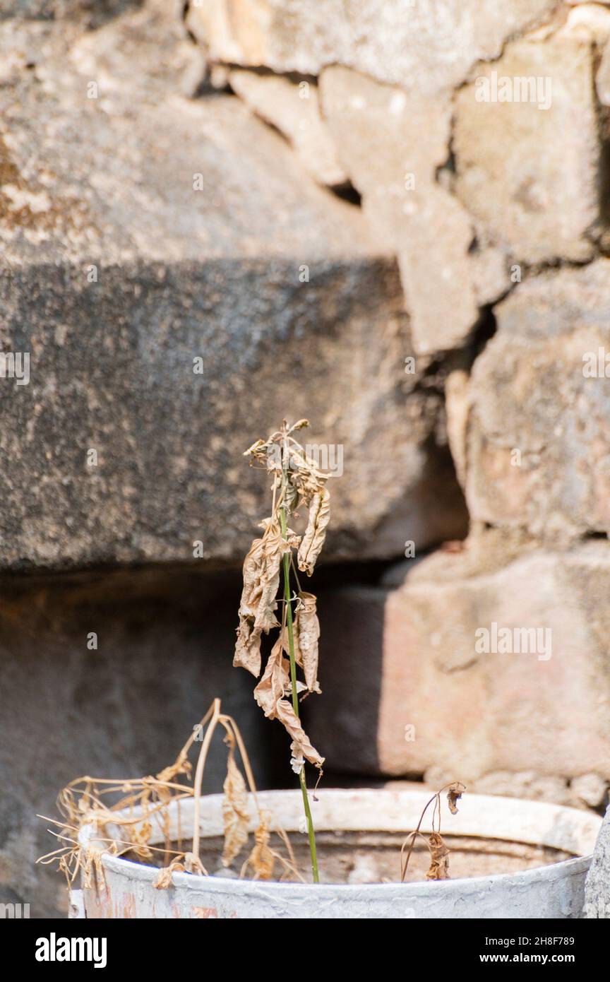 Eine tote Pflanze mit alten Ziegeln im Hintergrund. Howrah, Westbengalen, Indien Stockfoto