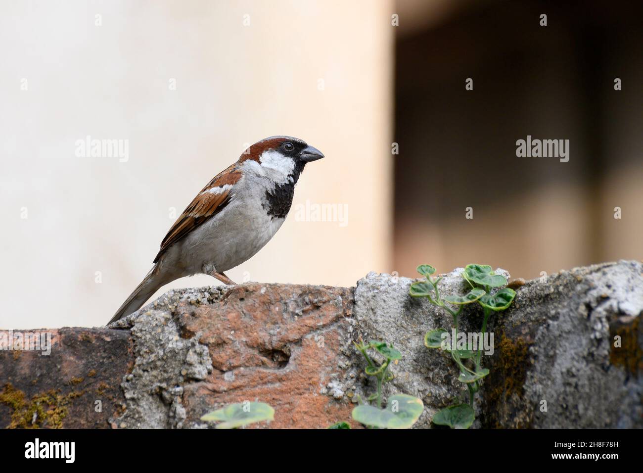 Seitenansicht des männlichen Hausspergels, Passer domesticus, ein Vogel der Sperlinge Familie Passeridae, oft in indischen Häusern gefunden. Stockfoto