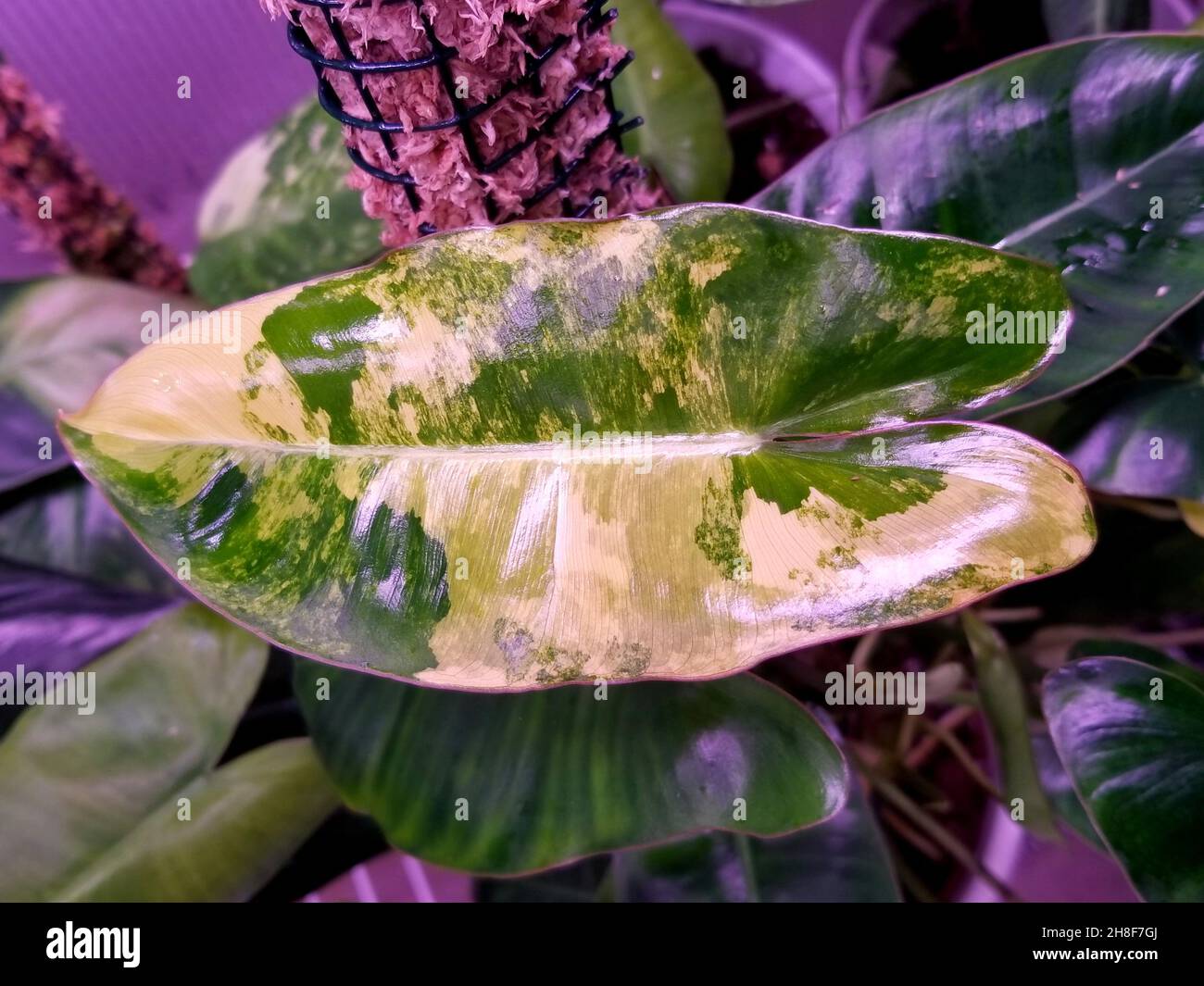 Schönes helles cremefarbenes und grünes Marmorblatt von Philodendron Burle Marx in verschiedenen Farben Stockfoto