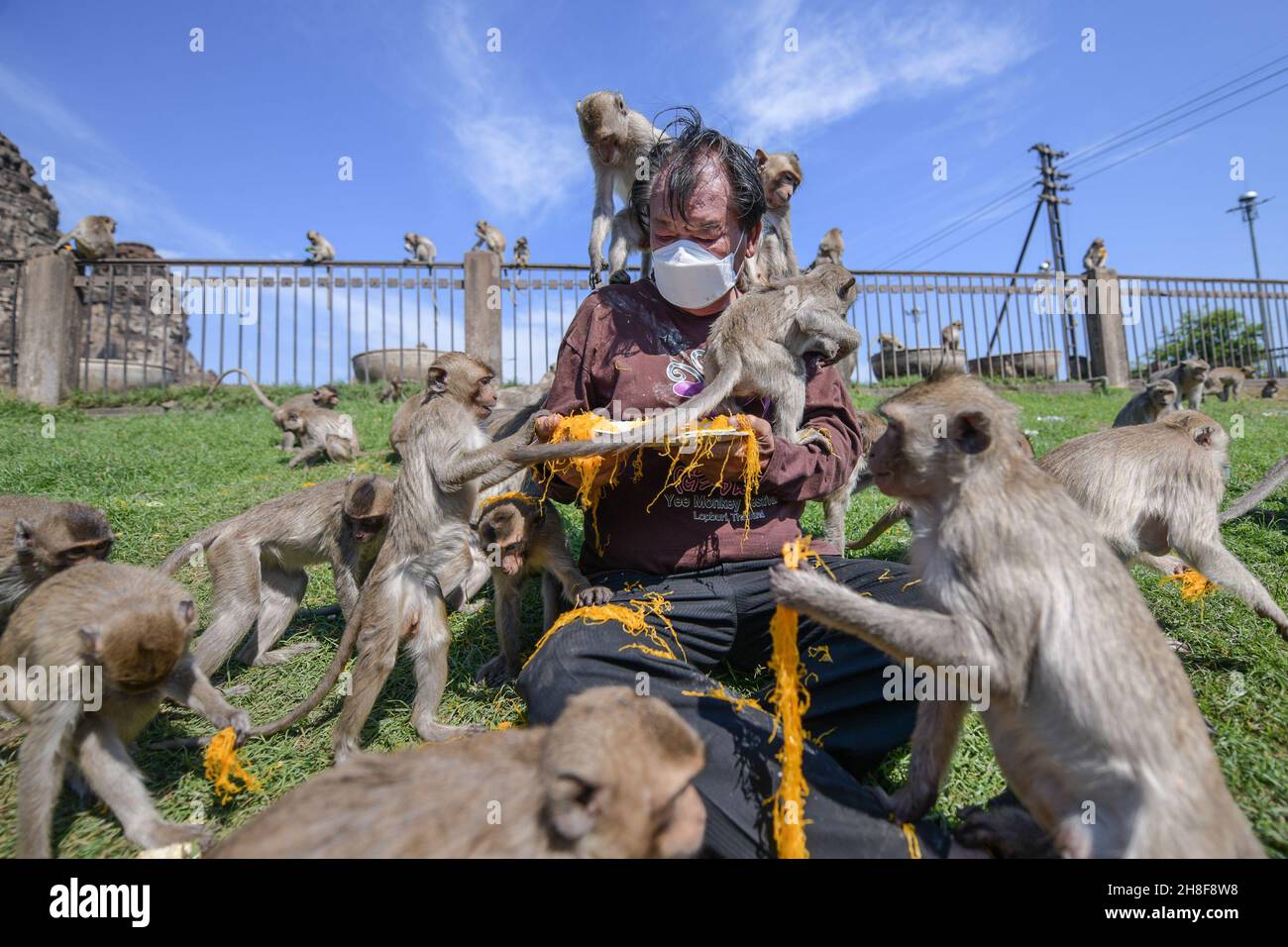 Thailand. 28th. November 2021. Eine große Anzahl von Affen nahm an der Lebensmittelverkostung und verschiedenen Früchten beim Monkey Chinese Table Festival 33rd des Jahres 2021, dem Chinese Ling Table Feast, Teil. Es wird vereinfacht, um das Problem der COVID-19-Epidemie anzugehen, aber immer noch großartig, da das Fest des Affen-chinesischen Tisches als eines der 10 seltsamsten Festivals der Welt in Lop Buri gilt, Thailand in diesem Jahr war die Veranstaltung die wichtigste Wiedereröffnung von Lopburi, da Thailand am 1. November ohne Quarantäne für ausländische Touristen geöffnet wurde. (Bild: © Vichan Poti/Pacif Stockfoto