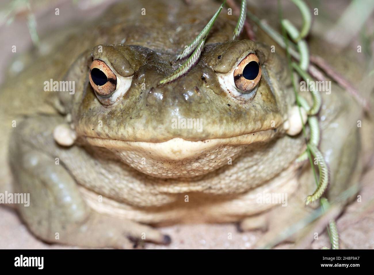 Sonoran-Kröte (Incilius alvarius) Stockfoto