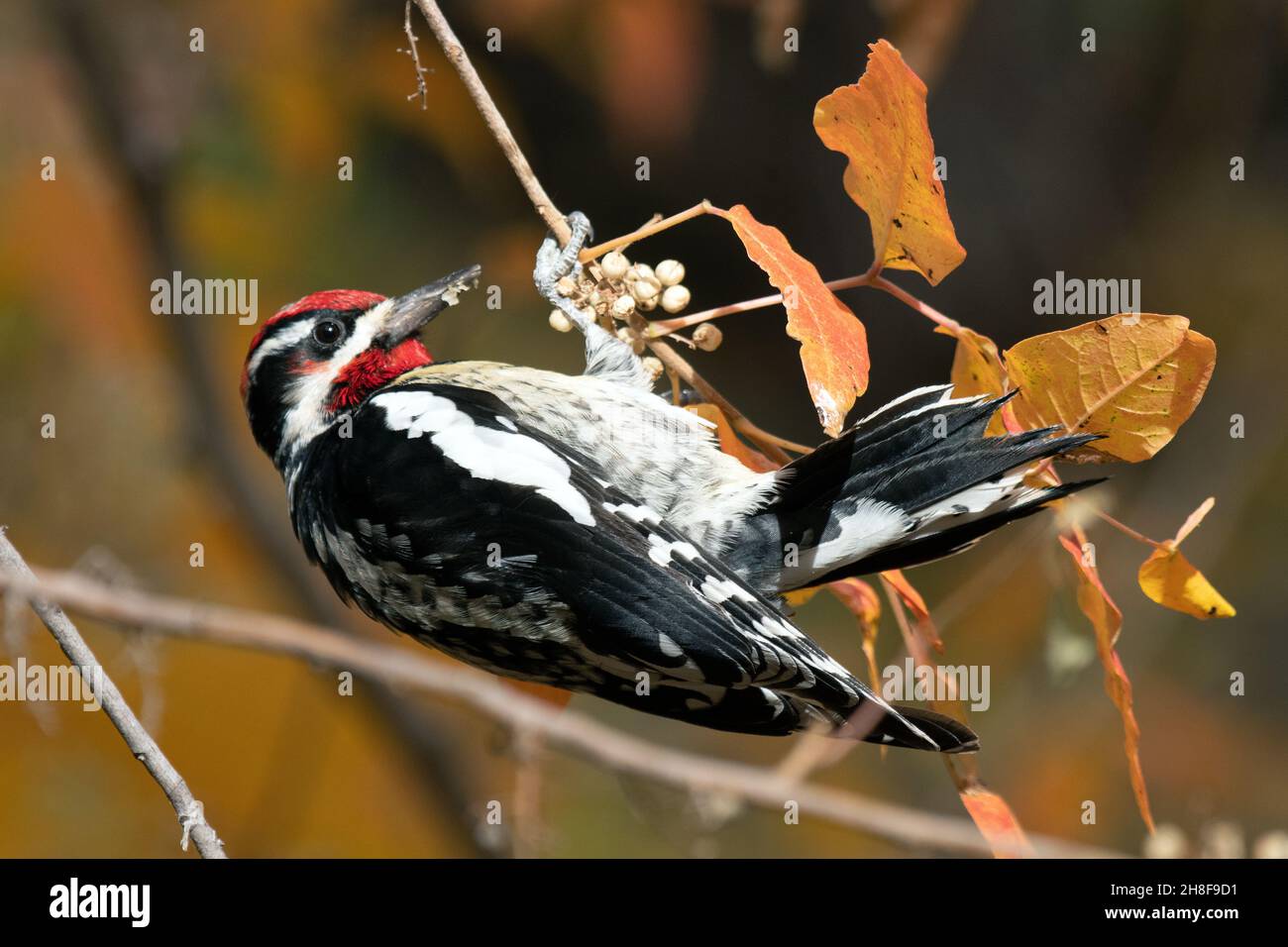 Rotnapter Sapsucker (Sphyrapicus nuchalis) Stockfoto