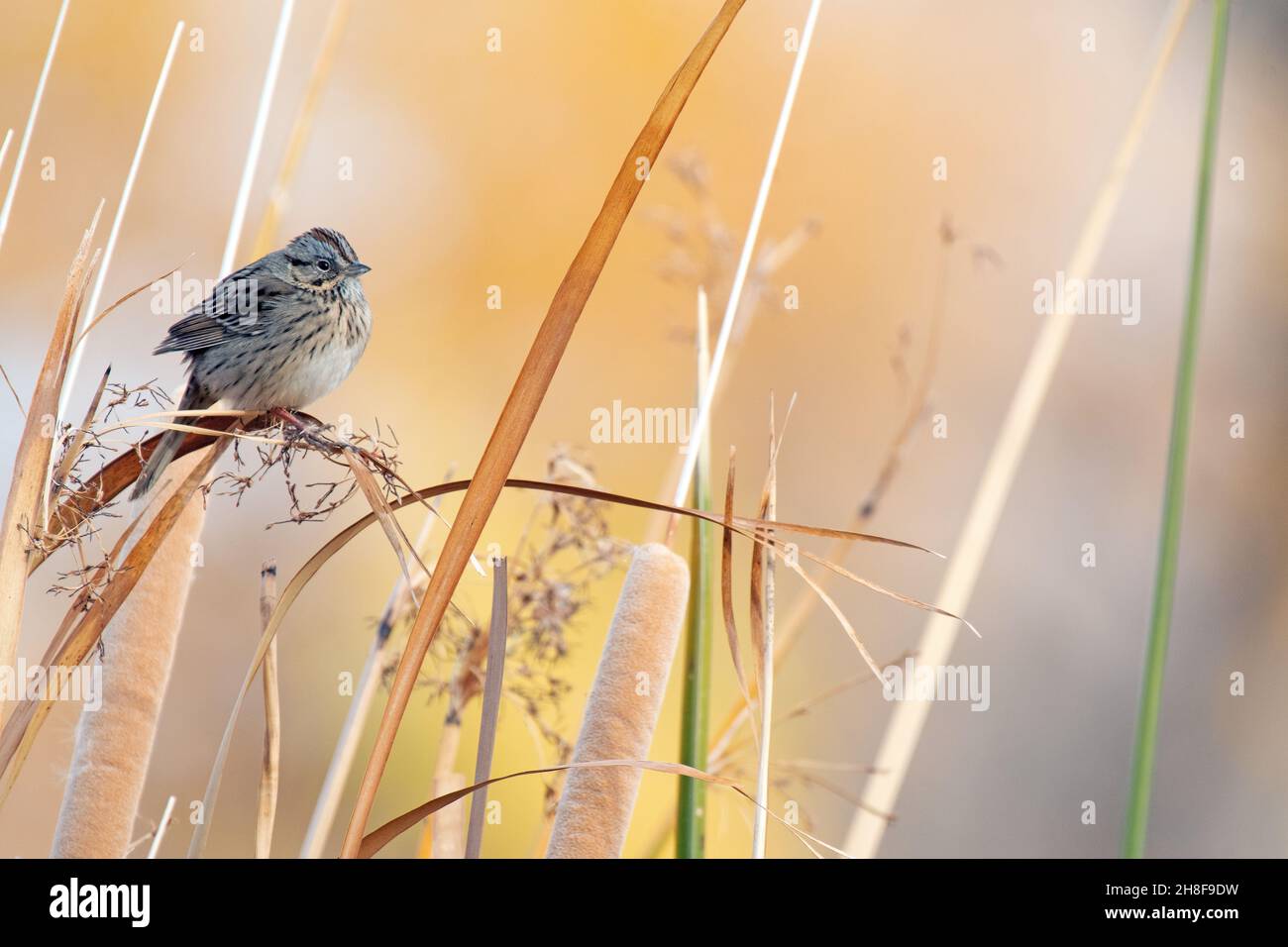 Singammer (Melospiza Melodia) Stockfoto