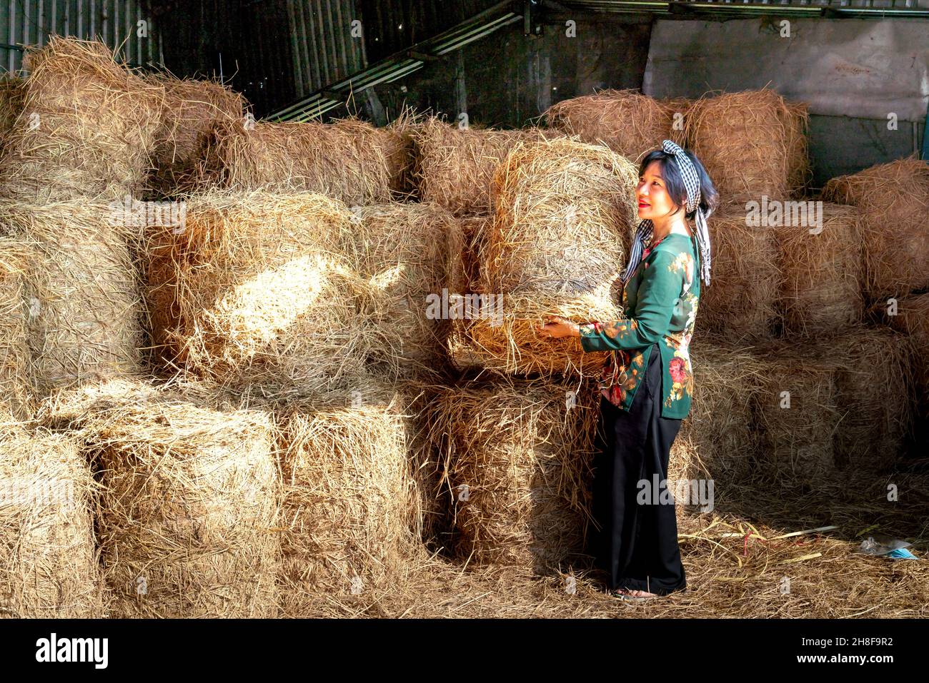 MOC Hoa District, Long an Province, Vietnam - 21. November 2021: Bauern ernten Stroh und lagern es in Lagern Stockfoto