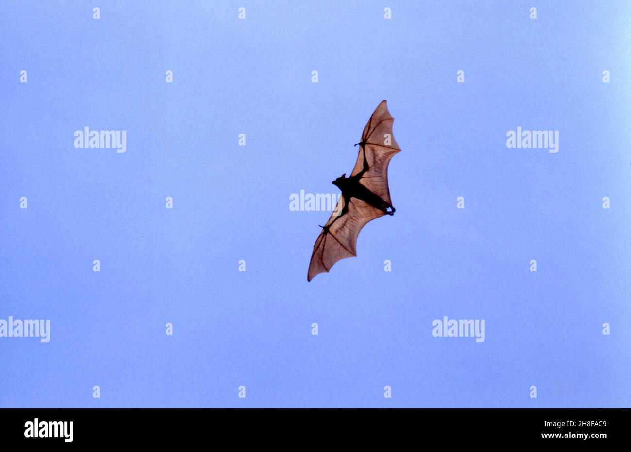LONE FLYING FOX (FRUIT BAT) NORTHERN TERRITORY, AUSTRALIEN. Stockfoto