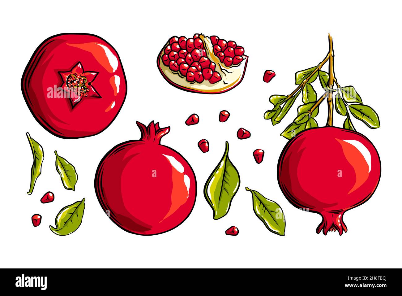 Granatapfelfrucht, Samen und Pflanze. Farbige exotische Granatapfelfrucht. Vektorgrafik isoliert auf weißem Hintergrund Stock Vektor