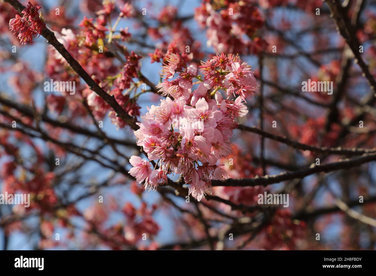 Japanische Kirschblüte Ume Pflaumenbaum Tokyo Japan Rosa Blumen Sakura Stockfoto