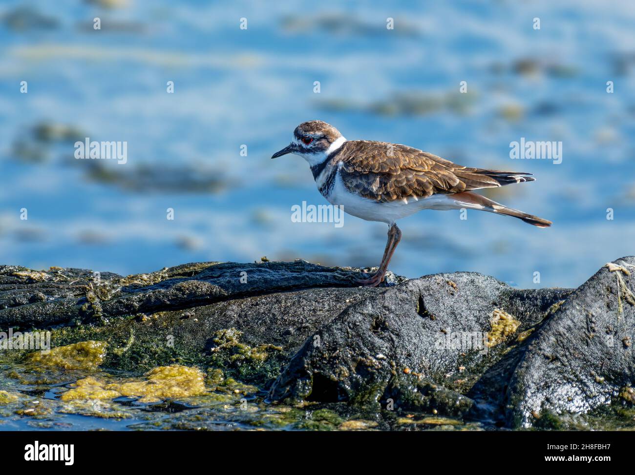 Killdeer (Begriffsverwischung).entlang der Küste in Malibu Lagoon State Beach CA USA Stockfoto